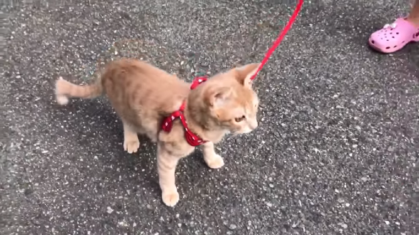 猫の散歩 ひのきダディのジムニーライフ